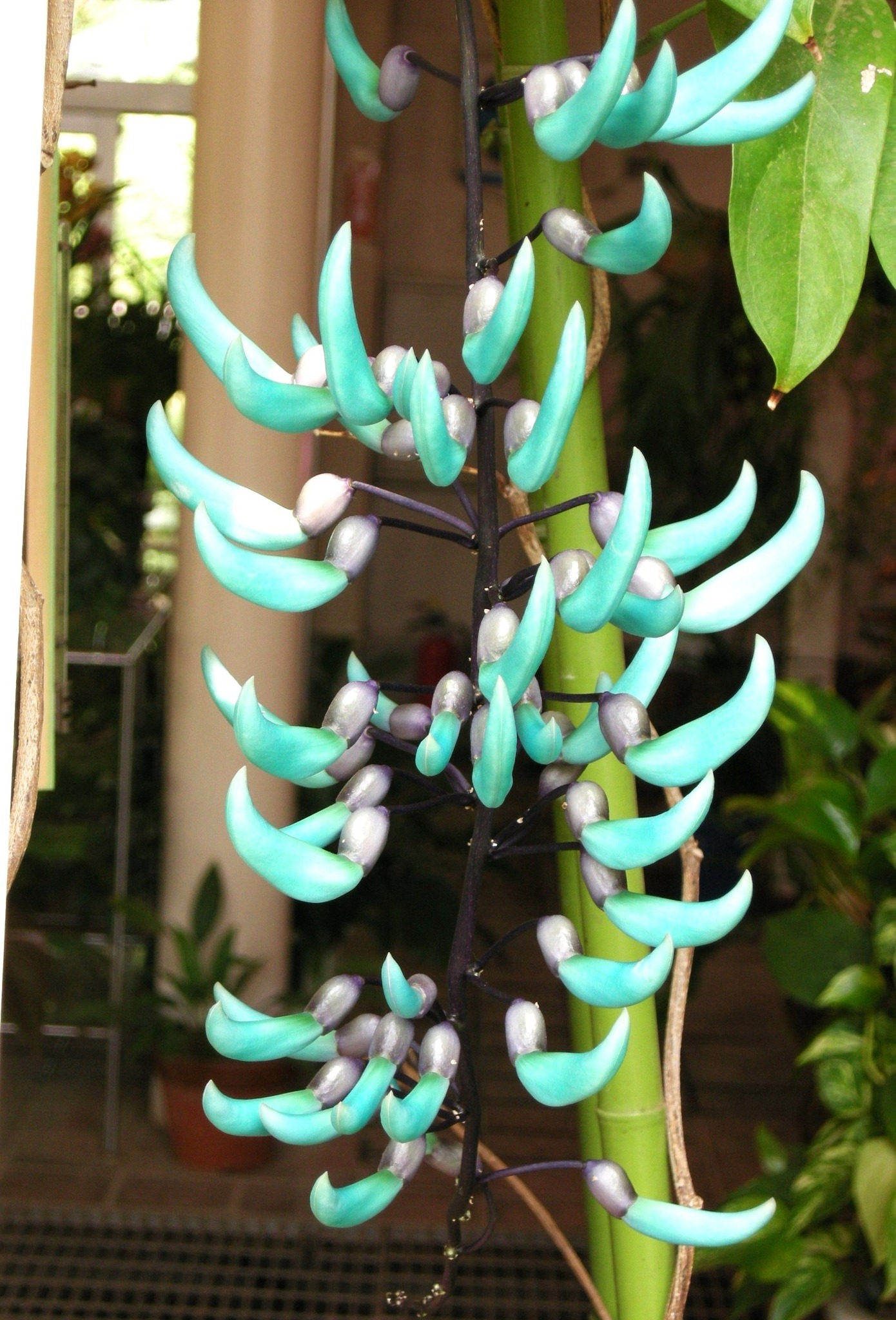 259．《ヒスイカズラ（翡翠葛） 英名 ジェイドバインjade vine